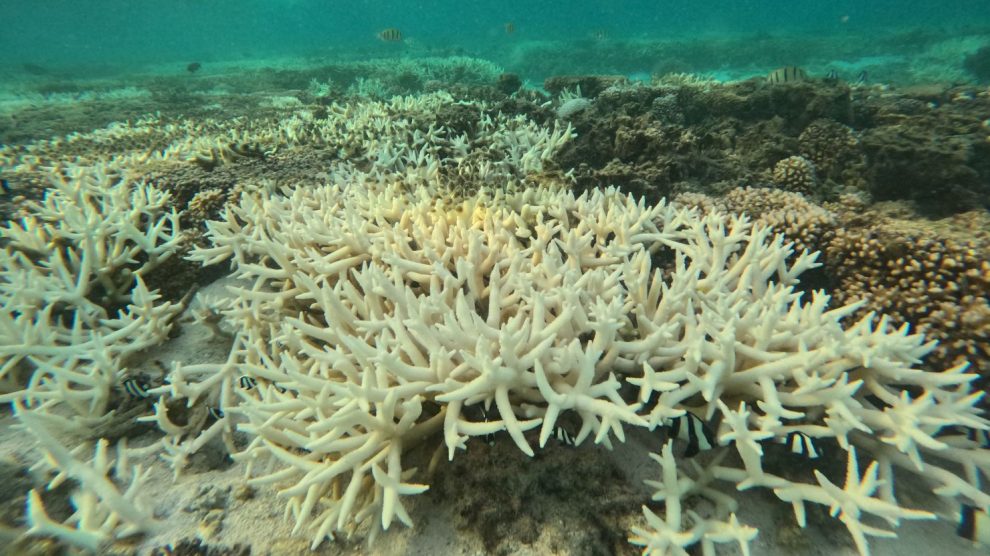 mercan ağarması
