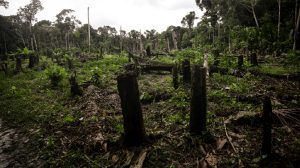 tropik orman kaybı