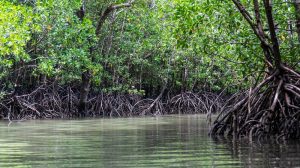 mangrov