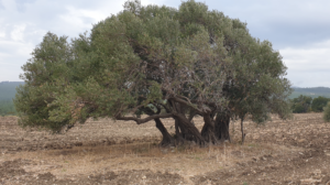 zeytin