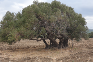 zeytin